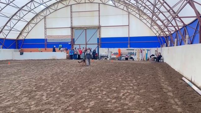 4.  выражено/перв NORDWESTLICH HOF DALILA (Оберлауф Покер – Nordwestlich Hof Galaktika)