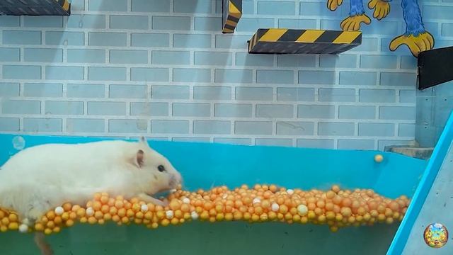 Хомячок сталкивается со свирепой акулой убегая из лабиринта! часть 7