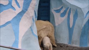 Герда с медвежонком кушают на даче 17.04.2026