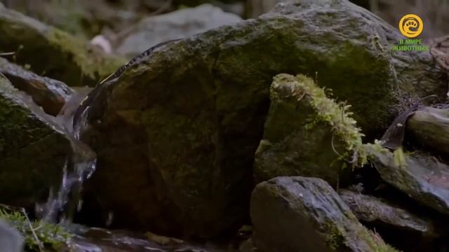 Белки и интересные факты о них.