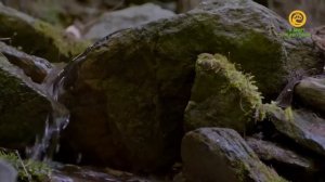 Белки и интересные факты о них.