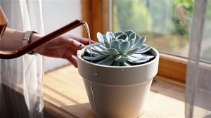 Граптопеталум цветок