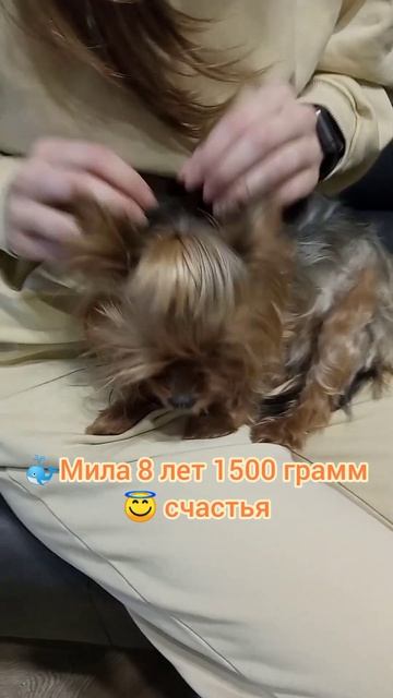 Йоркширский терьер Мила 8 лет 1500 грамм счастья, чистим зубки