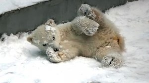 Сюрприз для маленького медвежонка и мамы Герды. У нас внезапно выпал снег.