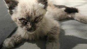 Девушка нашла на улице бездомного котёнка и не прошла мимо