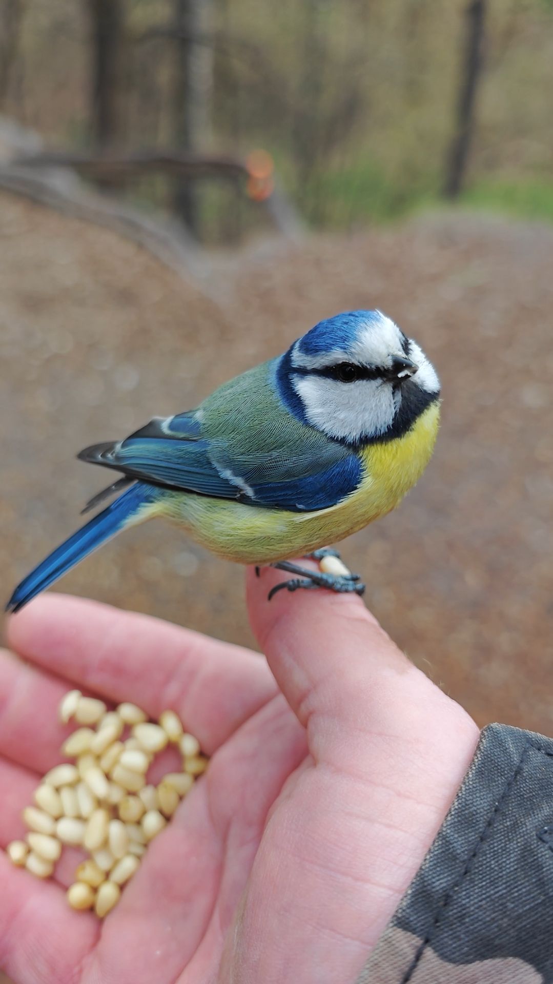 Ручная синица