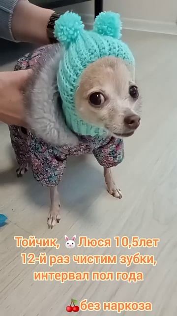 Тойтерьер Люся 105 лет чистим зубки 12 раз интервал пол года