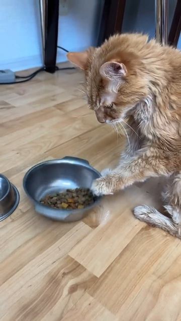 Чем отличается умный от глупого #веселые коты#юмор #рыжийкот #мудрыйкот