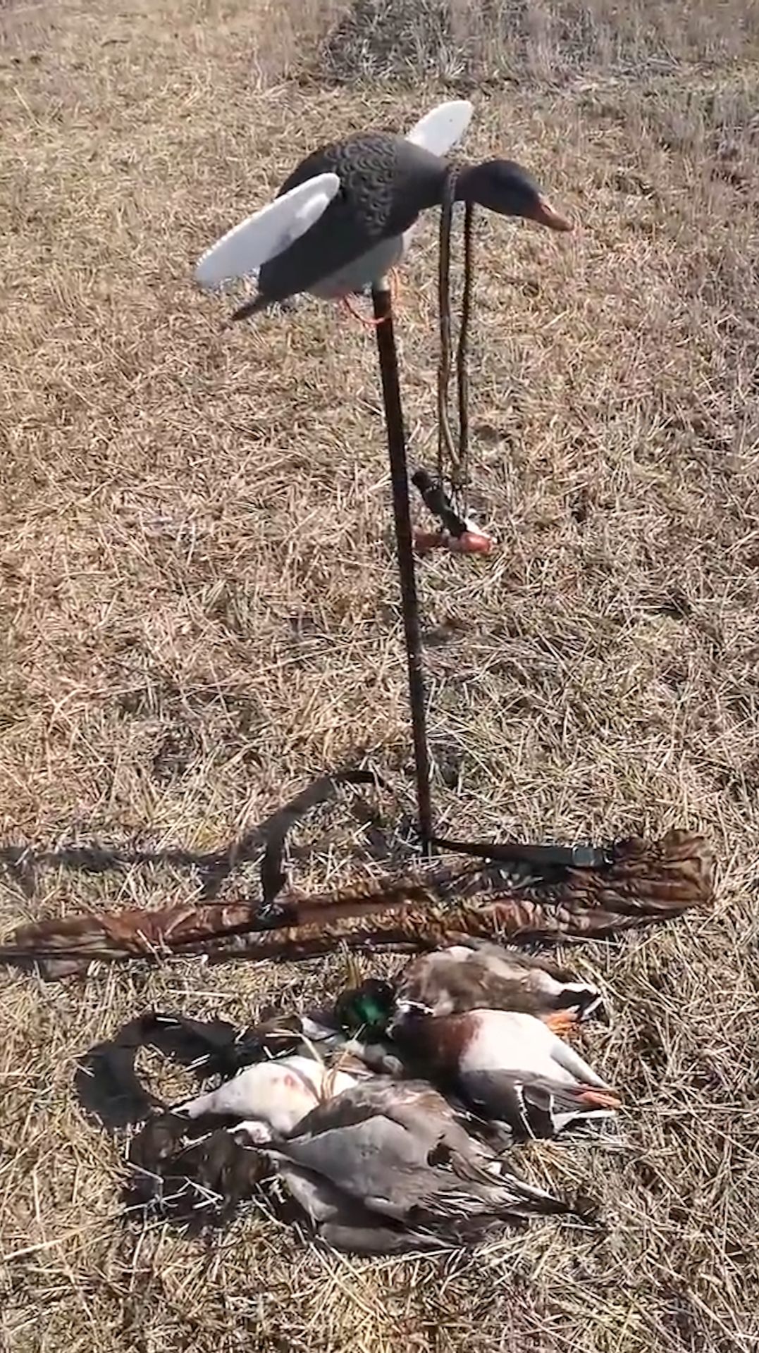 Охота на уток