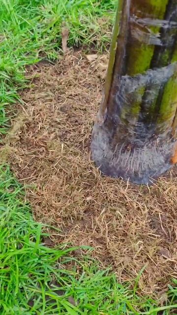 3 банан на участке готов к сезону!