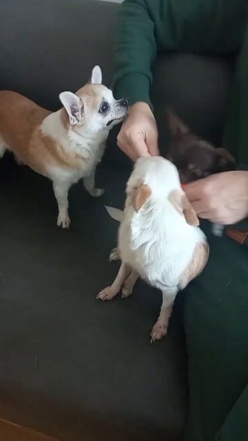 Чихуа Эрик 2годика, Люси 14 лет, Мика 8лет. Вес от 1500 грамм. Чистим зубки