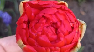 Атмосфера утреннего сада, прогулка. 17.04.2026г.