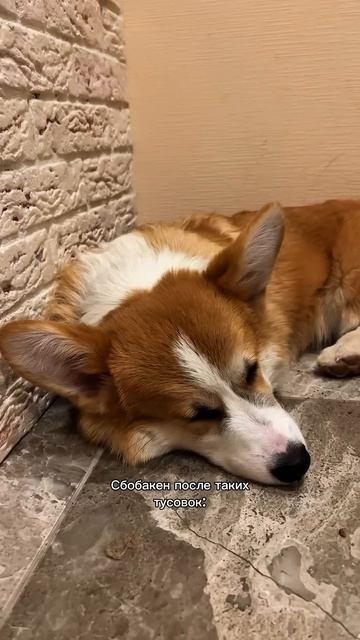 В блоге про жизнь с Коржом