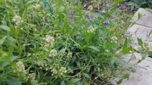 Резеда: об аромате, как растет и выглядит.