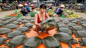 Таймлапс. Собираю много черепах и утинных яиц. Для продажи на рынке.