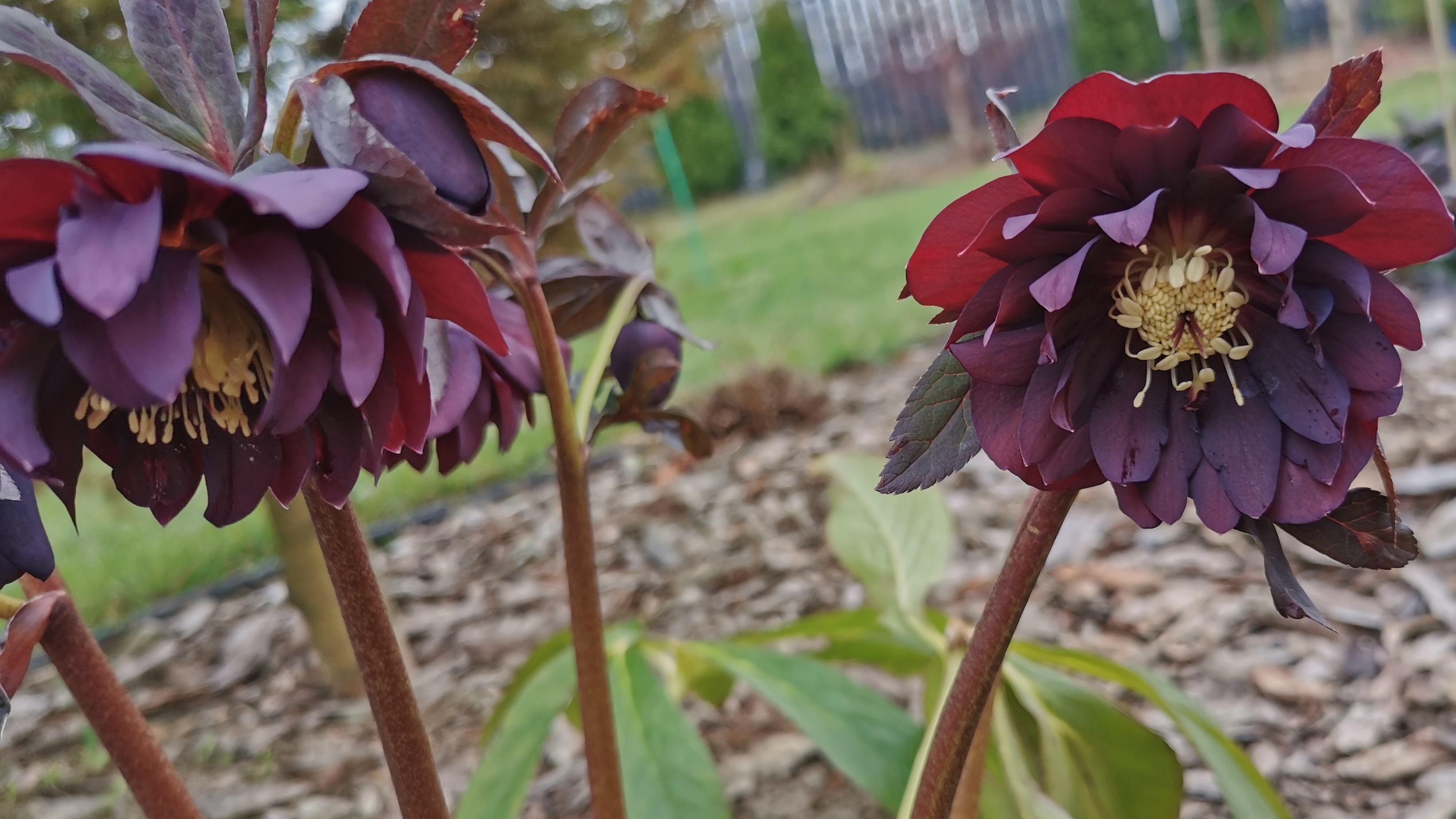 Открыли розы и древовидные пионы. Посмотрим? 16.04.2026 восток Ленинградской области