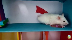 Хомячок сбегает из лавового лабиринта на американских горках! часть 1