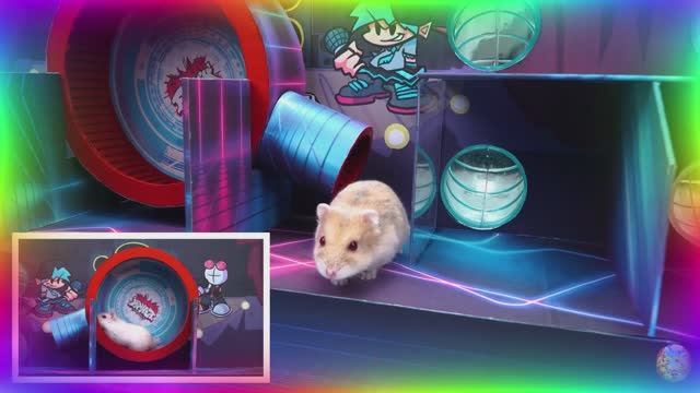 Умный хомяк разгадывает самый сложный лабиринт! часть 5