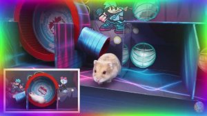 Умный хомяк разгадывает самый сложный лабиринт! часть 5