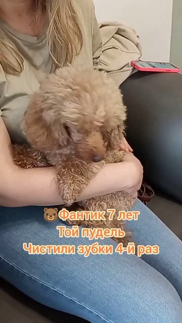 Фантик 7 лет Той пудель Чистили зубки 4-й раз очень спокойный.