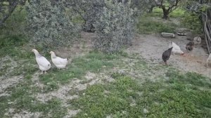 9 апреля 2026. Посадили лук. Яблони в цвету и сирень зацветает! Лепота!