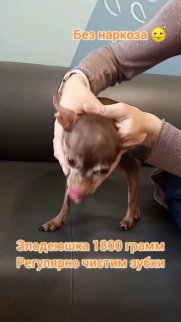 Злодеюшка 1800 грамм Регулярно чистим зубки