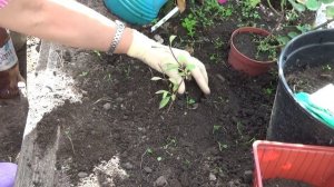 2358.  ВПЛ.Гортензии укоренившийся черенок .