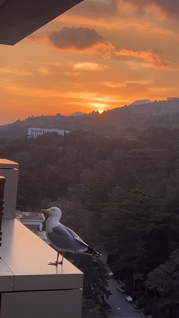 Чайка на балконе, закат в горах