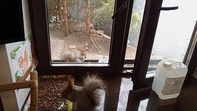 дикие животные