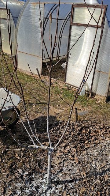 Обрезка груши