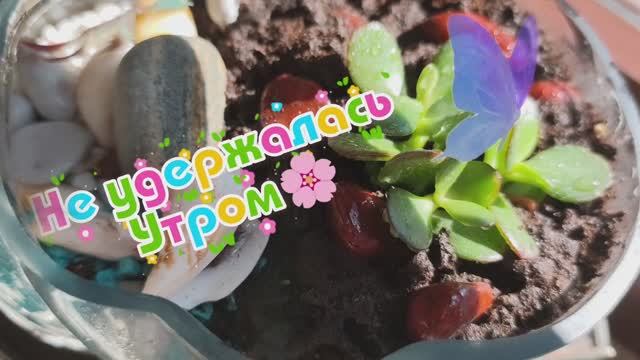 🌸Оранжерея манит, что делать? 🤔