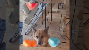 1000056292.mp4 (Собака наблюдает за устройством лестницы на 2-ой этаж в доме А-фрейм)