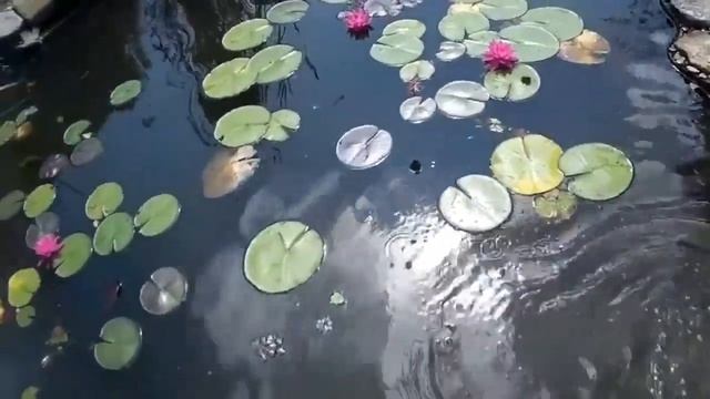 Стоит ли разводить рыб у себя на даче,  эксперимент \ My country pond.