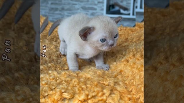 Шоколадный бурманский котёнок Pan Freya Way