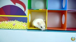 Хомячок убегает из лабиринта гигантских крокодилов! часть 3
