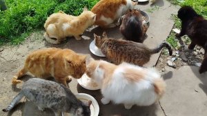 Новости котодвора, Сильвер оценил кухню.