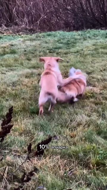 Коржик в разных своих обличиях каждый день