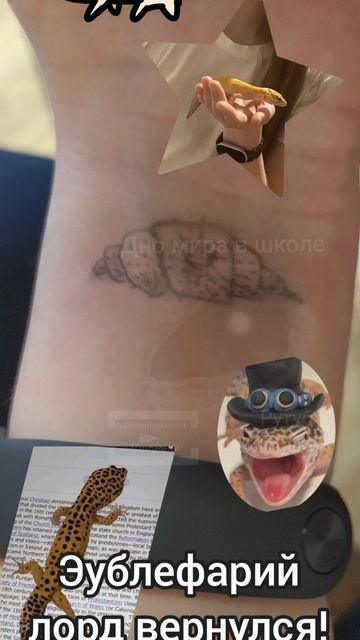 Эублефарий лорд вернулся! и требует от меня сверчков