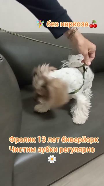 Фролик 13 лет биверйорк, Чистим зубки регулярно  #собака