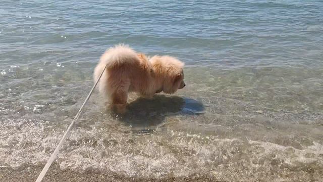Влог Гуляю с собаками Идем в бассейн