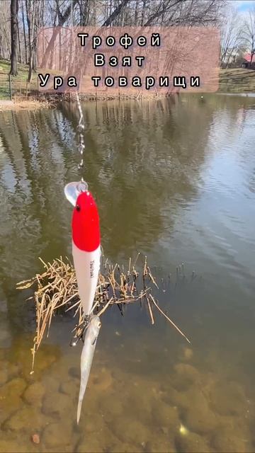 трофей взят. #рыбалка #приколы