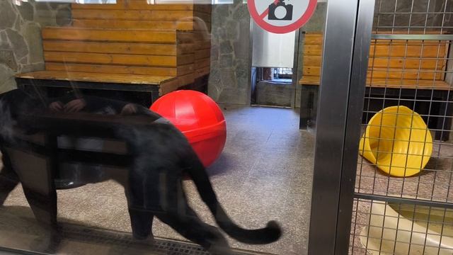 Из жизни ягуаров в Ленинградском зоопарке