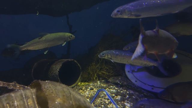 Рыбы малых рек России. Необычный аквариум. Рыбки. Рыбы. Москвариум 2026