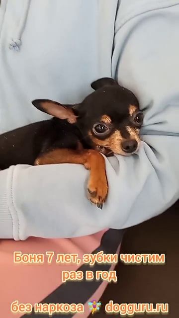Тойчик Боня 7 лет, чистим зубки раз в год #собака