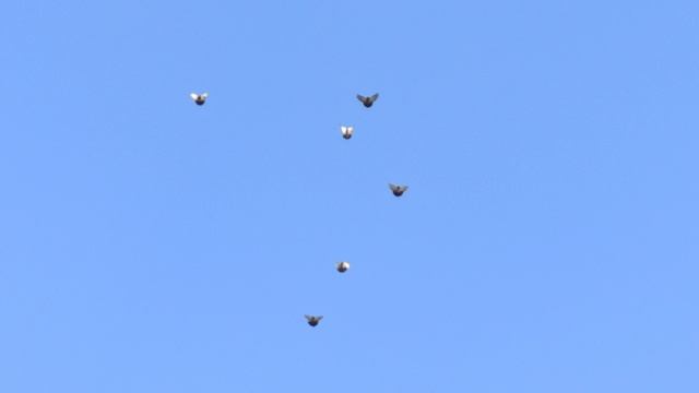 17.04.2026.2 ч. Безкружные голуби,Чуманова Виталия