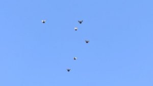 17.04.2026.2 ч. Безкружные голуби,Чуманова Виталия