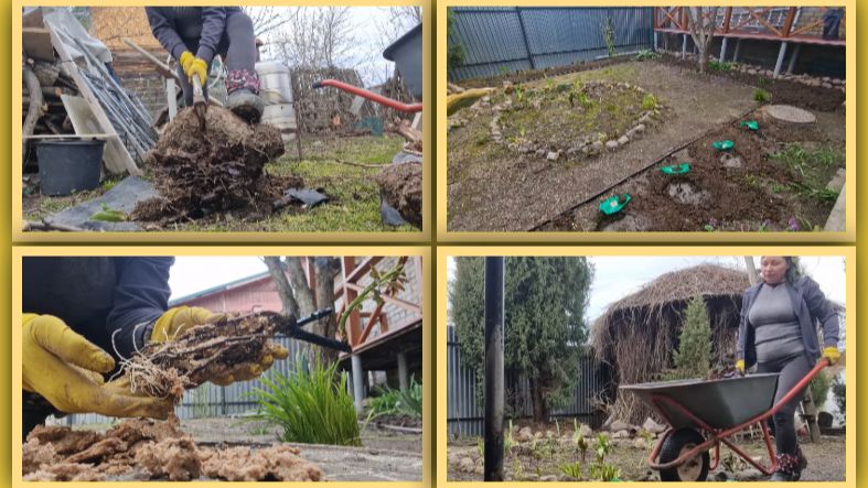 Прибираю внутренний садик. Высадила розы и бузульник.