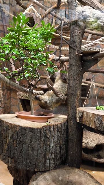 Из жизни ленивцев в Ленинградском зоопарке