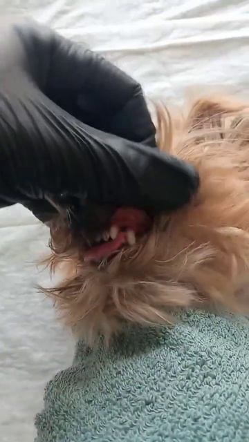 Чистка зубов йорку без наркоза, Малышка Бэмби 1250 грамм