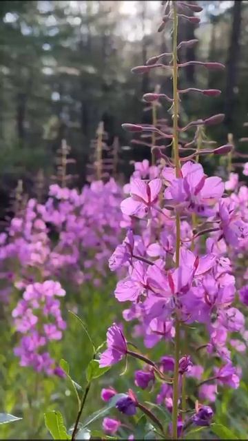 Алтай - это вселенная !